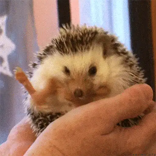 Erizo 🦔 Mov