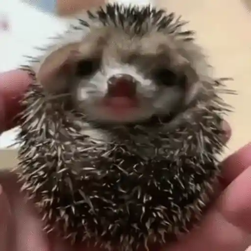 Erizo 🦔 Mov