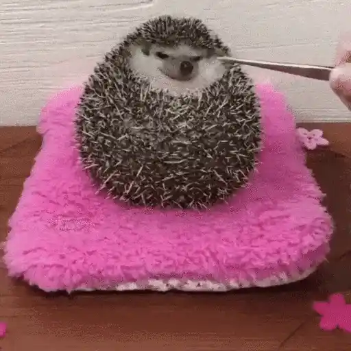 Erizo 🦔 Mov