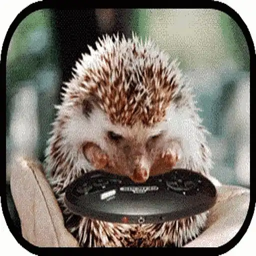 Erizo 🦔 Mov