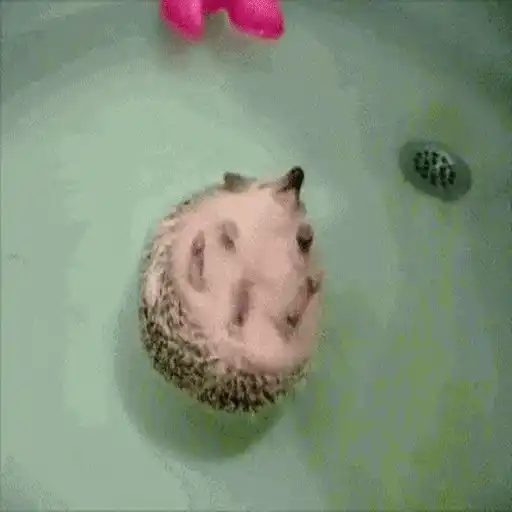 Erizo 🦔 Mov