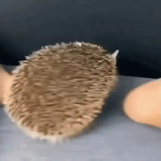 Erizo 🦔 Mov