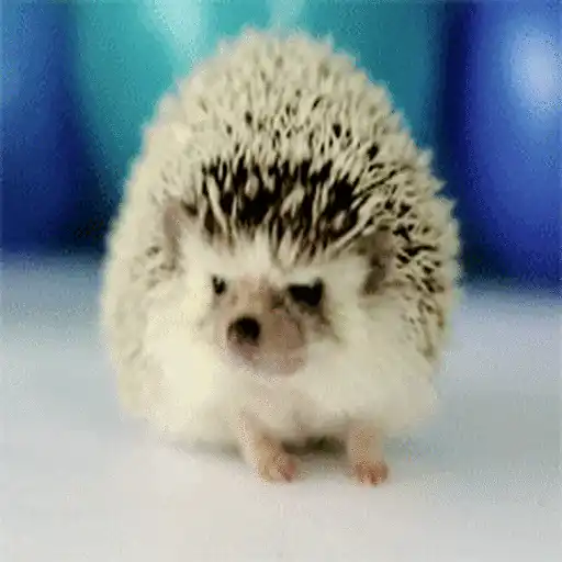 Erizo 🦔 Mov