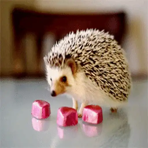 Erizo 🦔 Mov