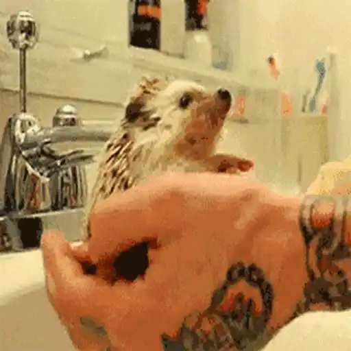 Erizo 🦔 Mov