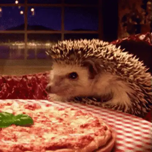 Erizo 🦔 Mov