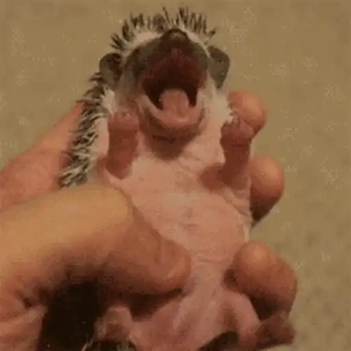 Erizo 🦔 Mov