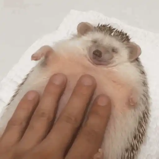 Erizo 🦔 Mov