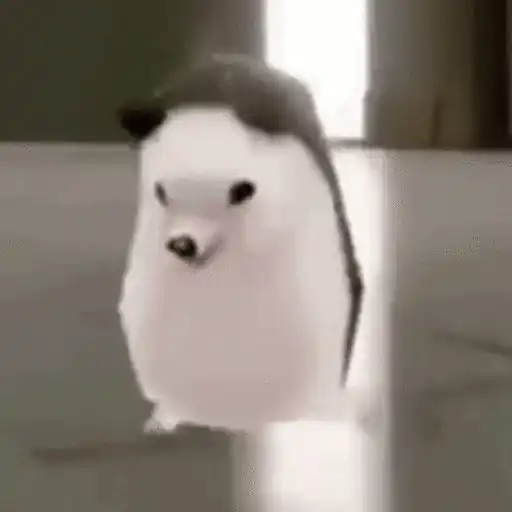 Erizo 🦔 Mov