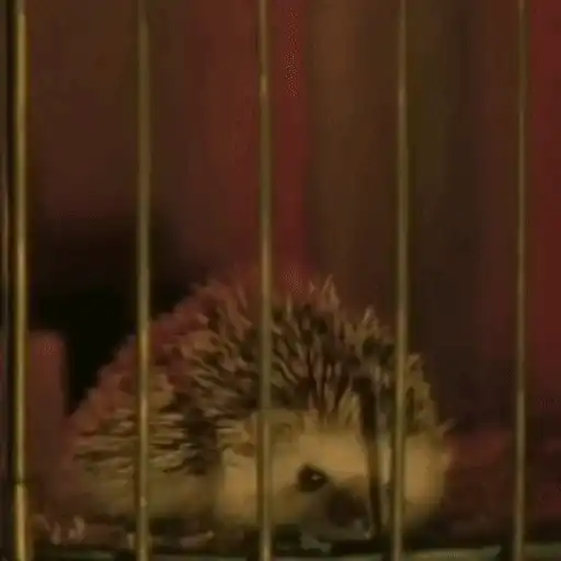 Erizo 🦔 Kinnporsche 💥