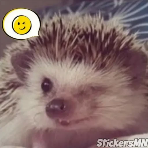 Erizo 🦔
