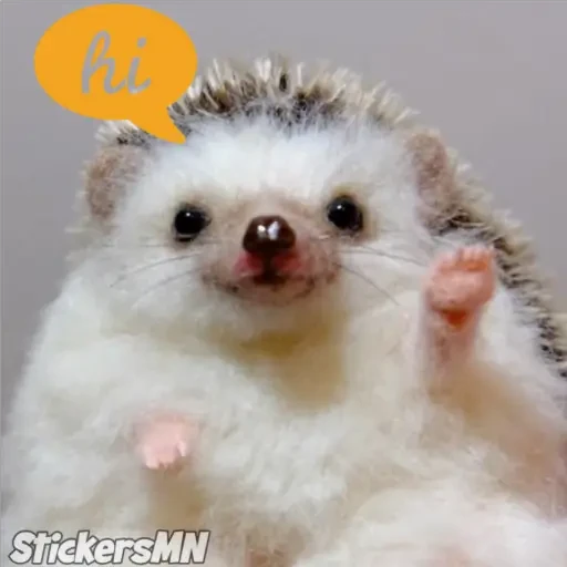 Erizo 🦔