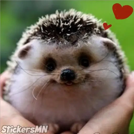 Erizo 🦔