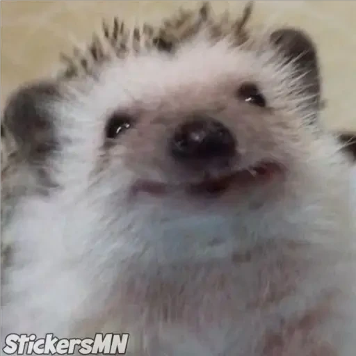 Erizo 🦔