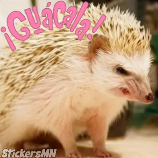Erizo 🦔