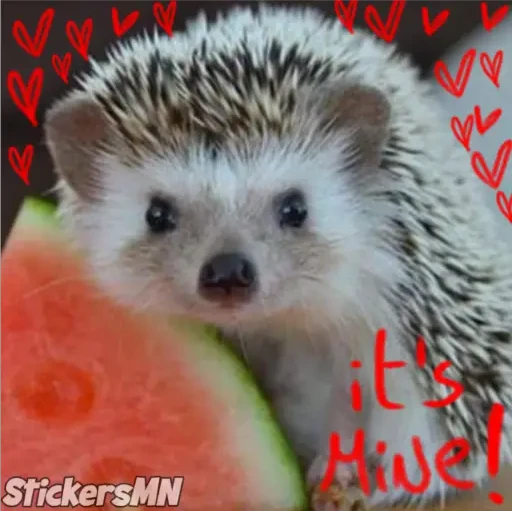 Erizo 🦔