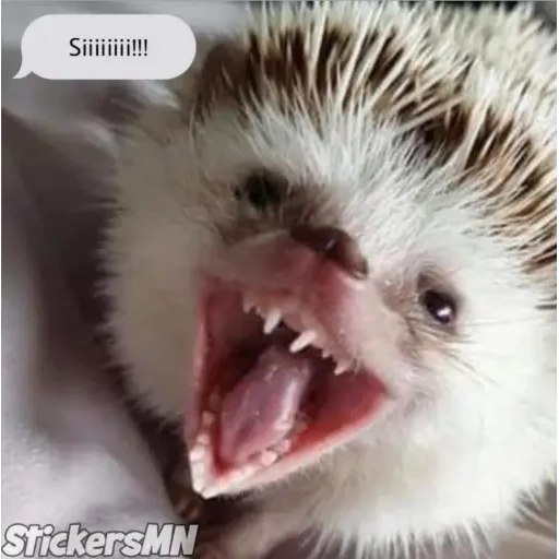 Erizo 🦔