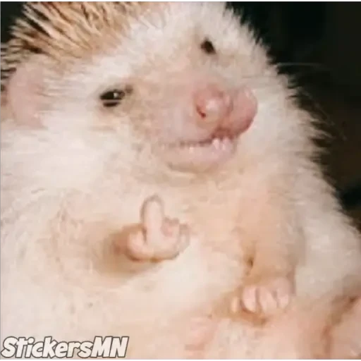 Erizo 🦔