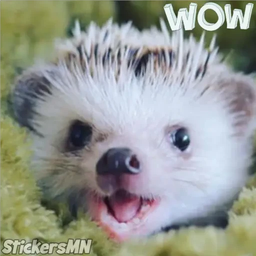 Erizo 🦔 preview