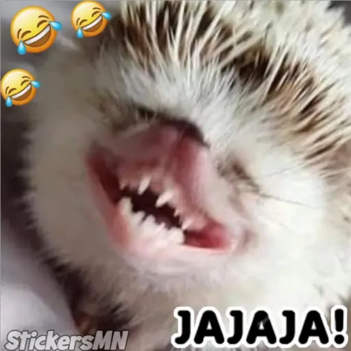 Erizo 🦔