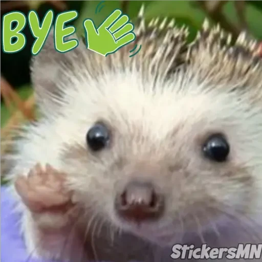 Erizo 🦔