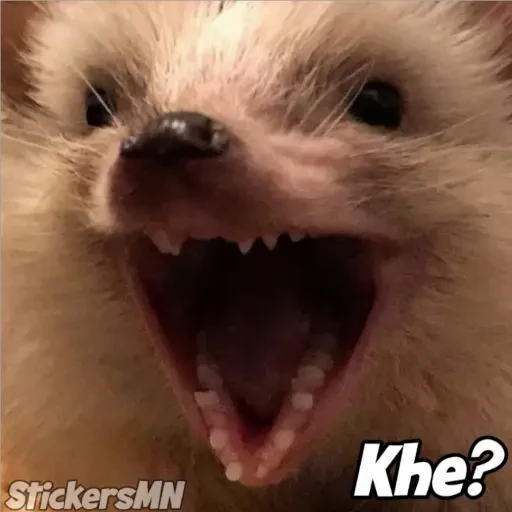 Erizo 🦔