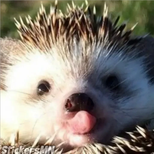 Erizo 🦔