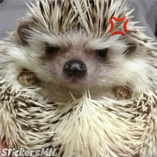 Erizo 🦔