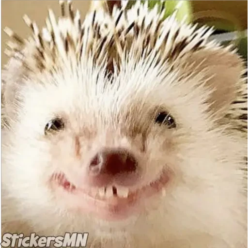 Erizo 🦔 preview
