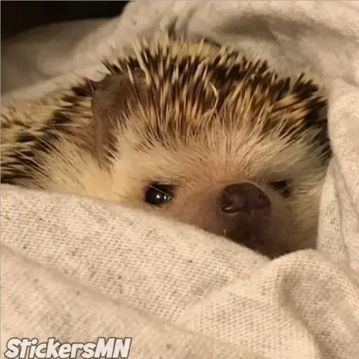 Erizo 🦔