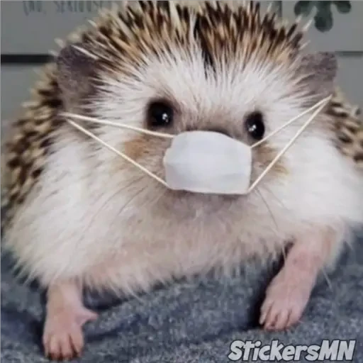 Erizo 🦔