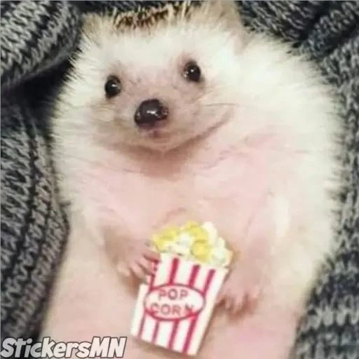 Erizo 🦔