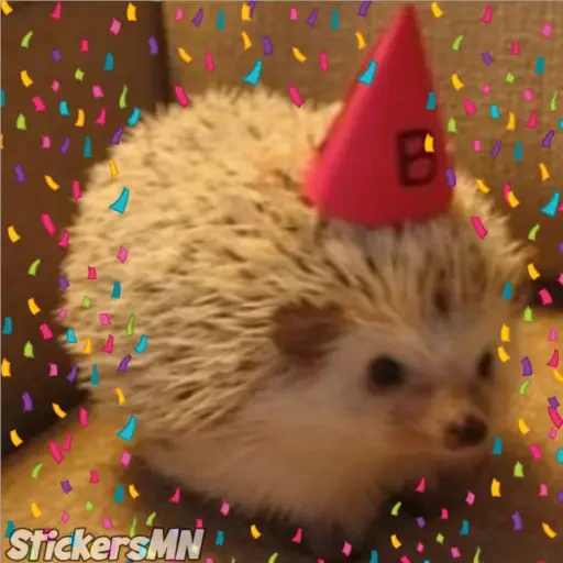 Erizo 🦔
