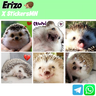 Erizo 🦔