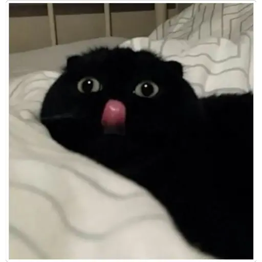 GatosFaces✧◝(⁰▿⁰)◜✧ 