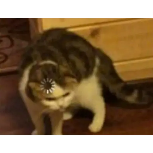 GatosFaces✧◝(⁰▿⁰)◜✧ 