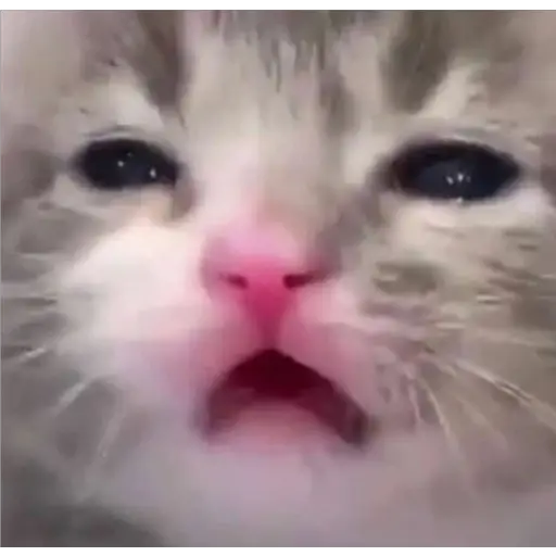 GatosFaces✧◝(⁰▿⁰)◜✧ 