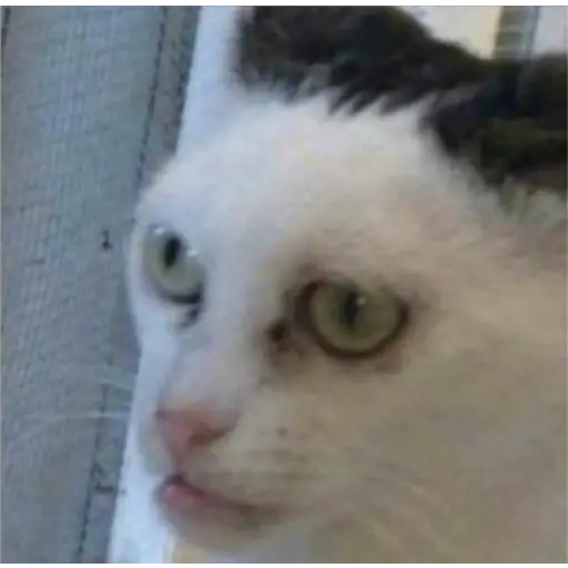 GatosFaces✧◝(⁰▿⁰)◜✧ 