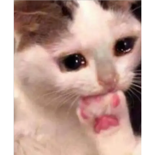 GatosFaces✧◝(⁰▿⁰)◜✧ 