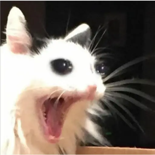 GatosFaces✧◝(⁰▿⁰)◜✧ 