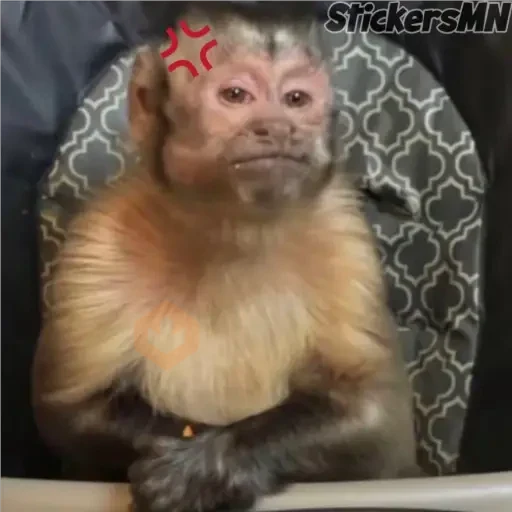 Memes Del Monito🐵🐒 sticker 16
