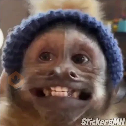 Memes Del Monito🐵🐒 sticker 19