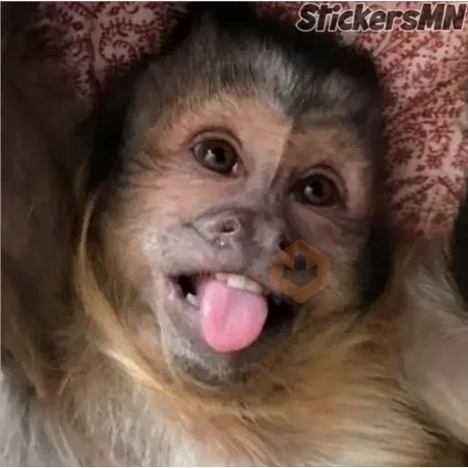 Memes Del Monito🐵🐒 sticker 11