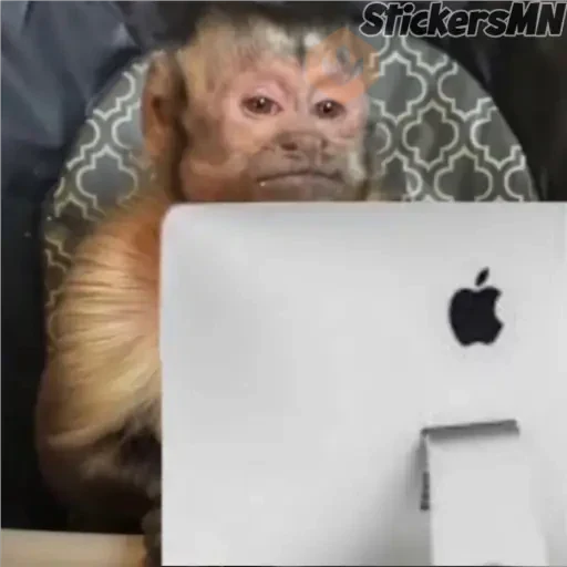 Memes Del Monito🐵🐒 sticker 21