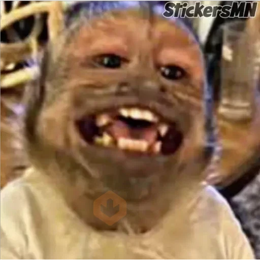 Memes Del Monito🐵🐒 sticker 22