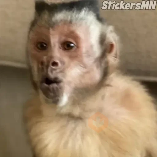 Memes Del Monito🐵🐒 sticker 17