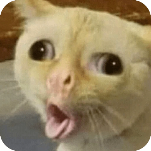 TOP MEMES FAMOSOS 
