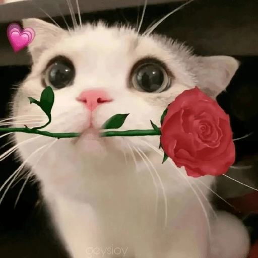❤️ Buenos días Amor 🥰Bza 
