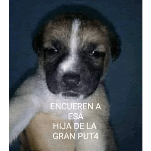 Que mira bobo 🤔🤑 
