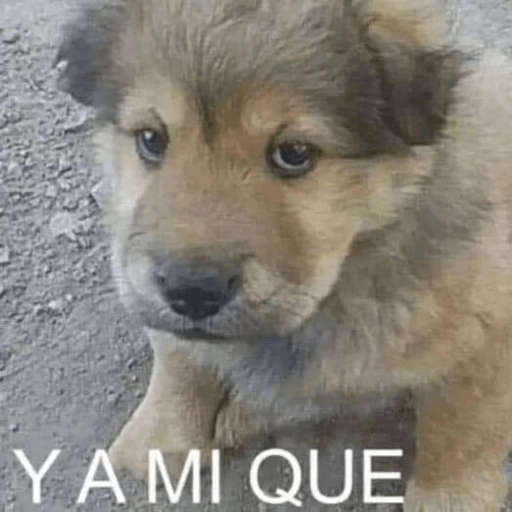 Al chile bro 🤣 
